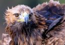Golden Eagle 1 (Aquila Chrysaetos)